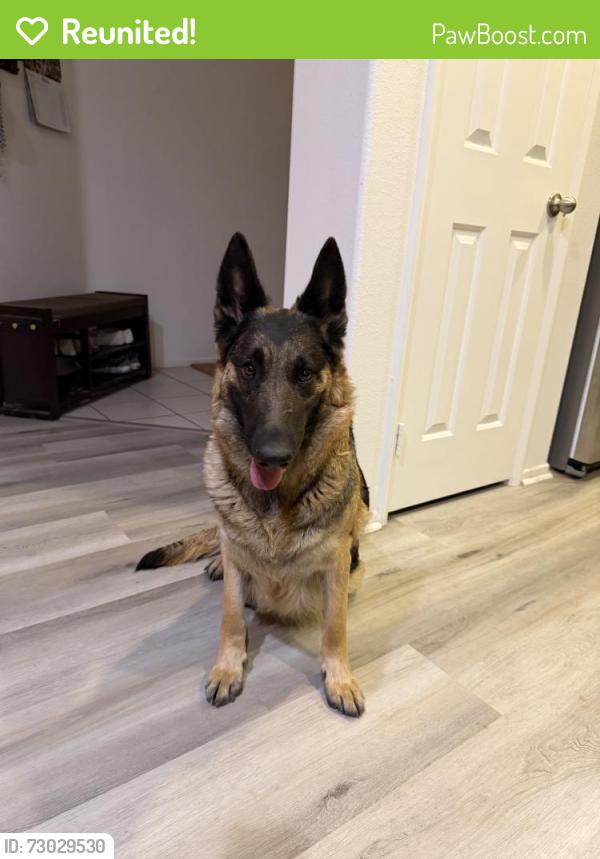 Reunited Female Dog last seen Near Bear Valley Rd, Hesperia, CA 92345, USA, Hesperia, CA 92345