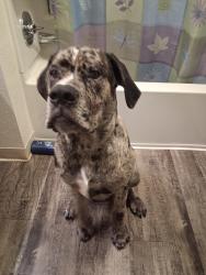 Lost Male Dog last seen 5th land park, Sacramento, CA 95817