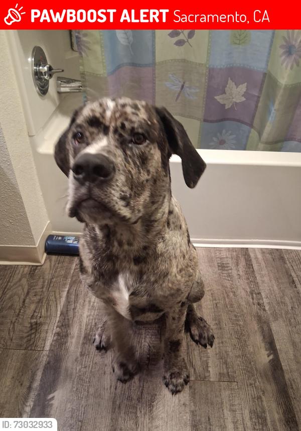 Lost Male Dog last seen 5th land park, Sacramento, CA 95817