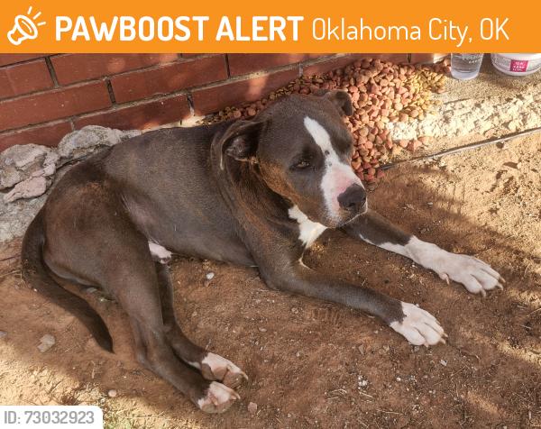 Found/Stray Male Dog last seen Brixton Square Shoppi g Center - NW Expwy & Rockwell OKC, Oklahoma City, OK 73132
