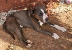 Found/Stray Male Dog last seen Brixton Square Shoppi g Center - NW Expwy & Rockwell OKC, Oklahoma City, OK 73132