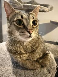 Lost Male Cat last seen Wood line near Oak Dr, Hamilton County, TN 37341