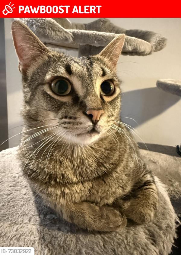 Lost Male Cat last seen Wood line near Oak Dr, Hamilton County, TN 37341