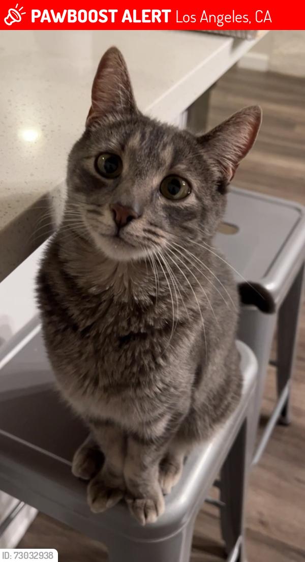 Lost Male Cat last seen 63rd and Verdun, Los Angeles, CA 90043