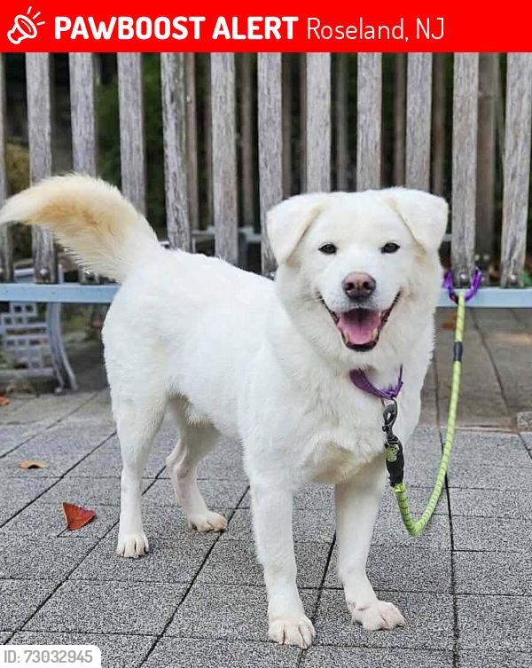 Lost Male Dog last seen Eagle Rock Ave by the driving range, Roseland, NJ 07021