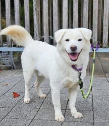 Lost Male Dog last seen Eagle Rock Ave by the driving range, Roseland, NJ 07021