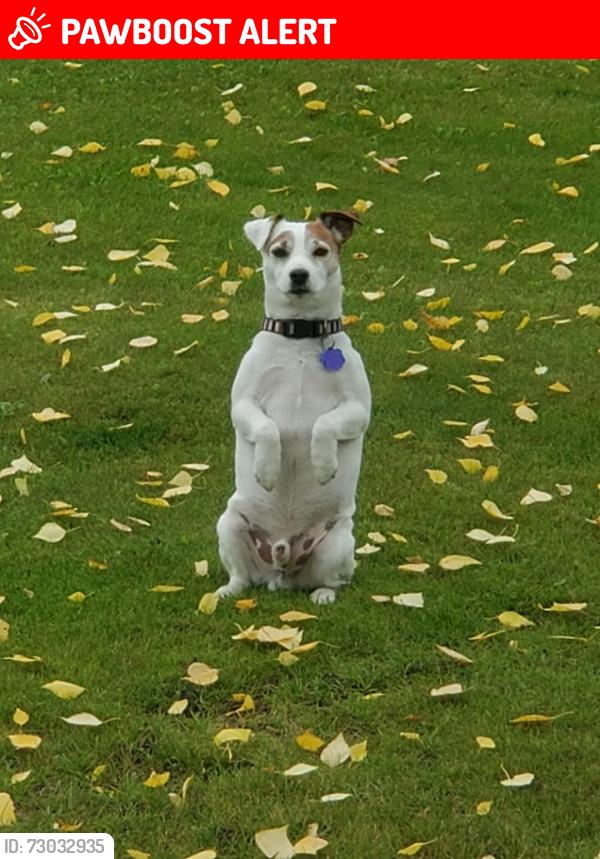 Lost Male Dog last seen Near S Idaho Road and Broadway, Apache Junction, AZ 85120