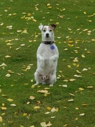 Lost Male Dog last seen Near S Idaho Road and Broadway, Apache Junction, AZ 85120