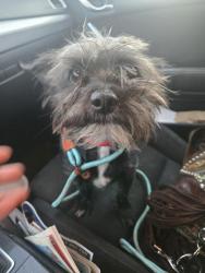 Found/Stray Male Dog last seen Seventy third avenue in durango, Phoenix, AZ 85043