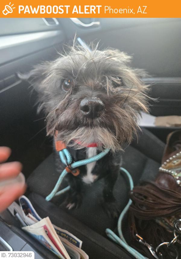 Found/Stray Male Dog last seen Seventy third avenue in durango, Phoenix, AZ 85043