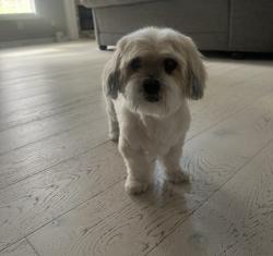 Lost Male Dog last seen Waterlace Drive at the Lakes at Cedar Grove, Fairburn, GA 30213