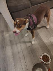 Found/Stray Female Dog last seen Oakdale elementary, Amarillo, TX 79103