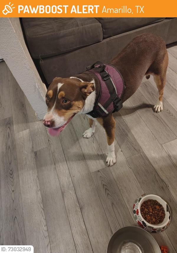 Found/Stray Female Dog last seen Oakdale elementary, Amarillo, TX 79103