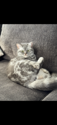 Lost Male Cat last seen Maryland & Silverado ranch, Las Vegas, NV 89123