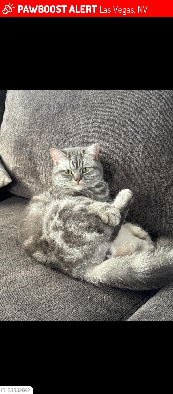 Lost Male Cat last seen Maryland & Silverado ranch, Las Vegas, NV 89123