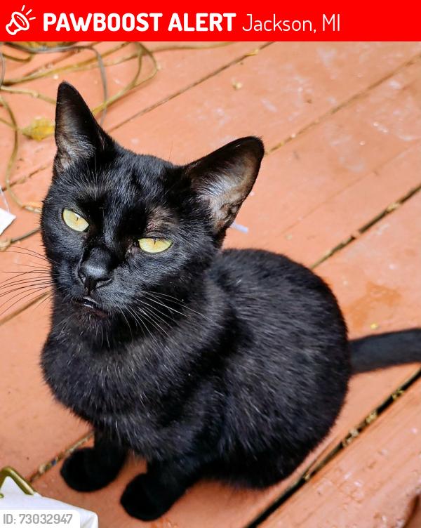 Lost Female Cat last seen Sandstone rd, Jackson, MI 49201