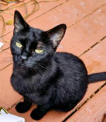 Lost Female Cat last seen Sandstone rd, Jackson, MI 49201