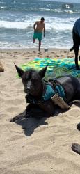 Reunited Female Dog last seen Exposition Crenshaw, Los Angeles, CA 90016