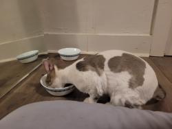 Found/Stray Female Cat last seen W Spring & N Division, Appleton, WI, Appleton, WI 54911
