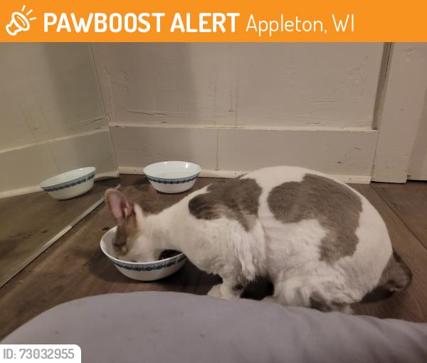Found/Stray Female Cat last seen W Spring & N Division, Appleton, WI, Appleton, WI 54911
