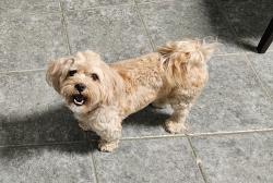 Reunited Male Dog last seen Fidel Ave & Meyer Rd, Whittier, CA 90605