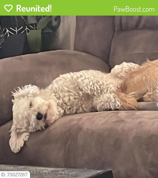 Reunited Male Dog last seen Shellie Ln & Yale St, East Hemet, CA 92544, USA, East Hemet, CA 92544