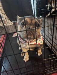 Lost Female Dog last seen Holman, Stockton, CA 95212