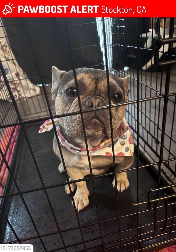 Lost Female Dog last seen Holman, Stockton, CA 95212