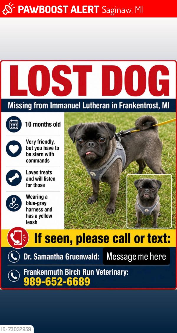 Lost Male Dog last seen Immanuel Lutheran church, Saginaw, MI 48601