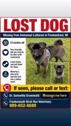 Lost Male Dog last seen Immanuel Lutheran church, Saginaw, MI 48601