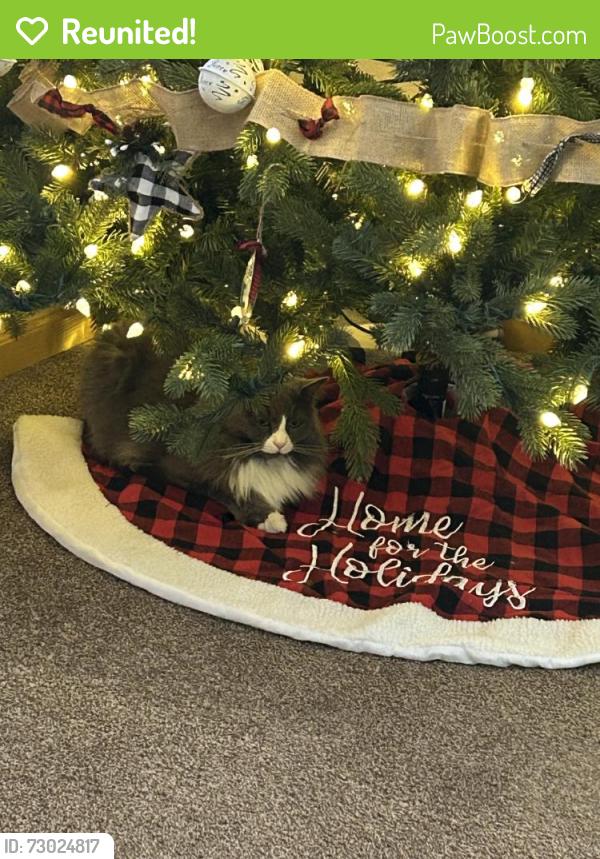 Reunited Female Cat last seen Henderson,co, Commerce City, CO 80640