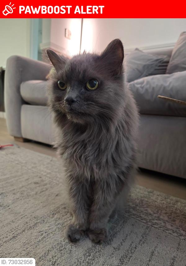 Lost Male Cat last seen Parkstone Road, Leicester, England LE5 1NN