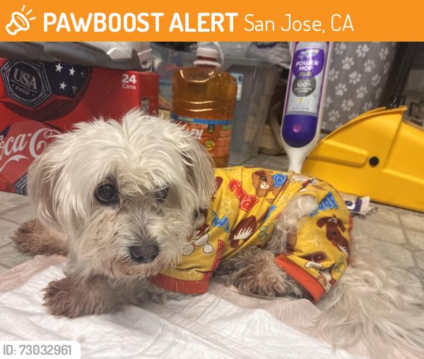 Found/Stray Unknown Dog last seen Near independence high school by McKee road , San Jose, CA 95127