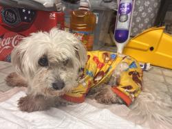 Found/Stray Unknown Dog last seen Near independence high school by McKee road , San Jose, CA 95127
