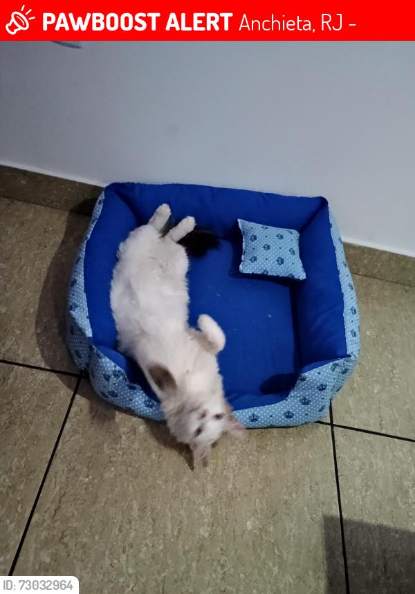 Lost Male Cat last seen Monsenhor negromonte 132, Anchieta, RJ 21645-400