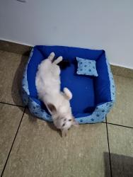 Lost Male Cat last seen Monsenhor negromonte 132, Anchieta, RJ 21645-400