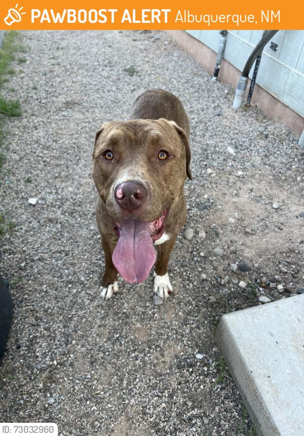 Found/Stray Male Dog last seen Mount Cavalry Cemetery, Albuquerque, NM 87102