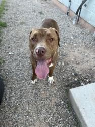 Found/Stray Male Dog last seen Mount Cavalry Cemetery, Albuquerque, NM 87102