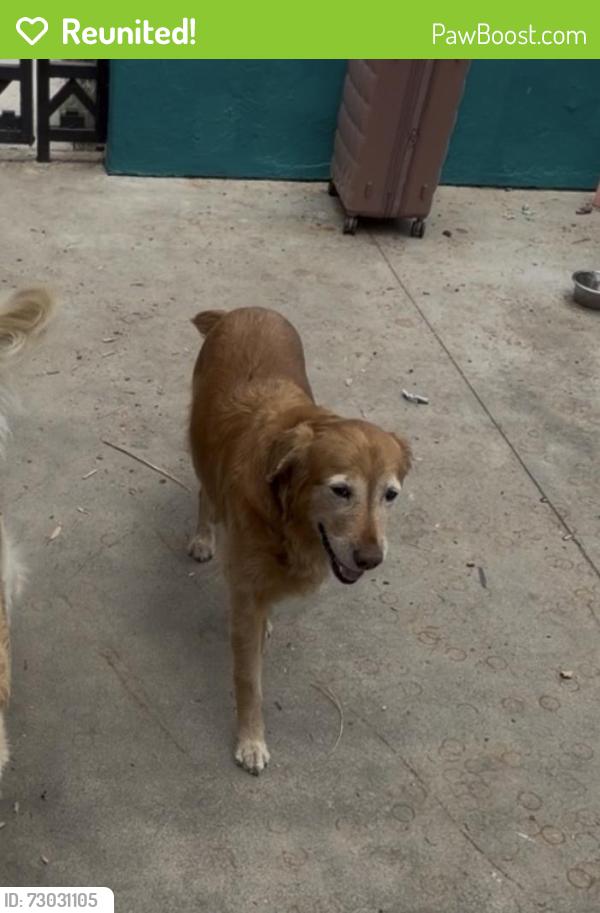 Reunited Female Dog last seen Canyon View and Newport Blvd.  , Orange, CA 92869