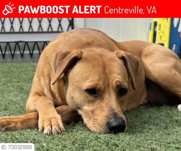 Lost Female Dog last seen Centreville Crest Lane, Centreville, VA 20124