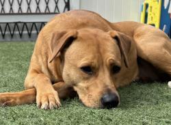 Lost Female Dog last seen Centreville Crest Lane, Centreville, VA 20124