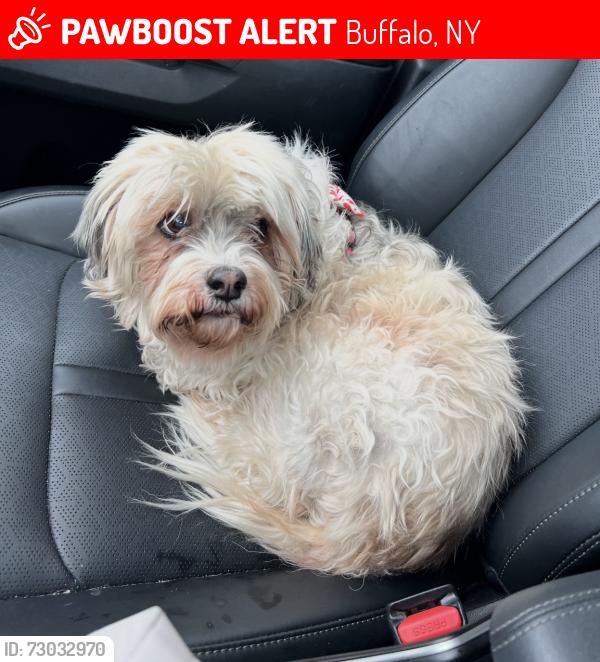Lost Female Dog last seen West ave and Breckenridge , Buffalo, NY 14213