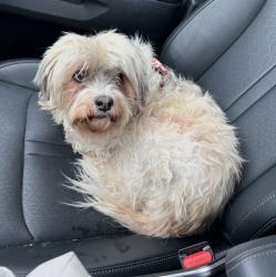 Lost Female Dog last seen West ave and Breckenridge , Buffalo, NY 14213