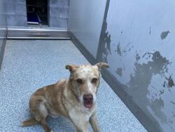 Shelter Stray Male Dog last seen Near BLK NEECE AVE LONG BEACH CA 90805, 7700 E Spring St, Long Beach, CA 90815, USA