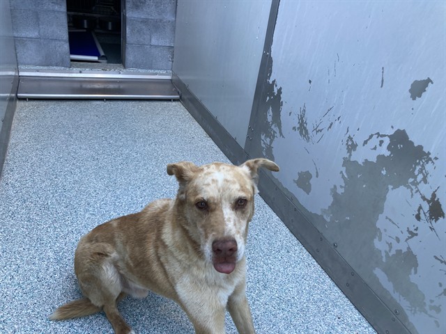 Shelter Stray Male Dog last seen Near BLK NEECE AVE LONG BEACH CA 90805, 7700 E Spring St, Long Beach, CA 90815, USA