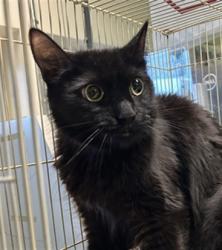 Shelter Stray Female Cat last seen , 1850 W 60th St, Los Angeles, CA 90047, USA