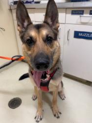 Shelter Stray Female Dog last seen PETSMART FREMONT, 1950 Stevenson Blvd, Fremont, CA 94538, USA