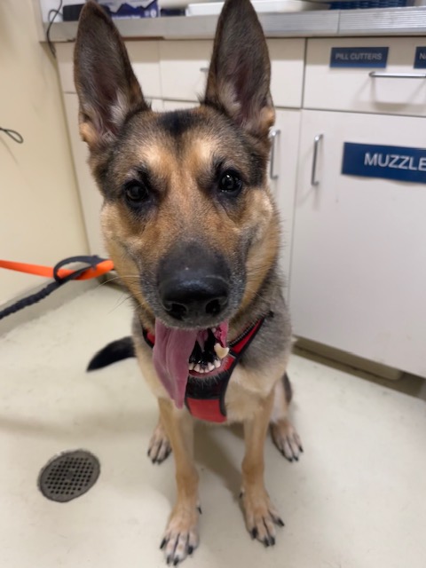 Shelter Stray Female Dog last seen PETSMART FREMONT, 1950 Stevenson Blvd, Fremont, CA 94538, USA
