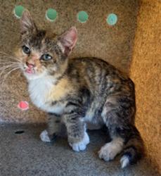 Shelter Stray Female Cat last seen , 4275 Elton St, Baldwin Park, CA 91706, USA