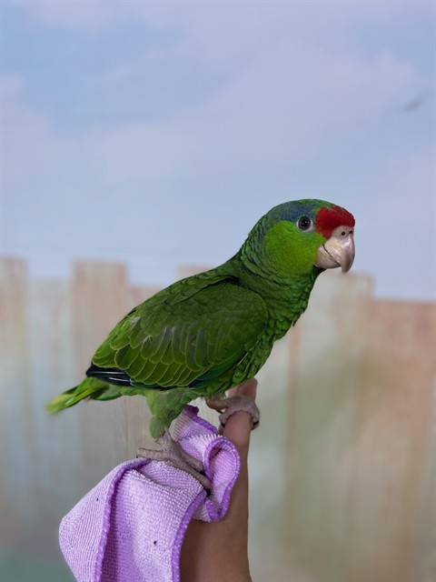 Shelter Stray Unknown Bird last seen , 4275 Elton St, Baldwin Park, CA 91706, USA